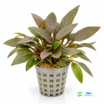 Cryptocoryne Becketti