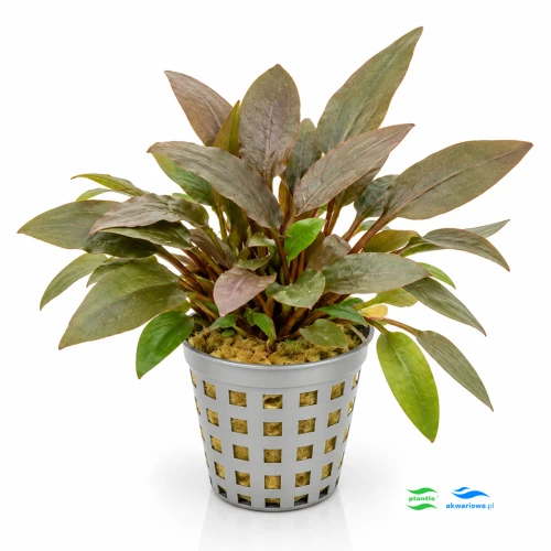 Cryptocoryne Becketti 1.jpg