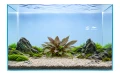 Cryptocoryne Becketti 2.jpg