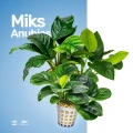 Miks Anubias.jpg