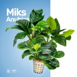 Miks Anubias E (większe)
