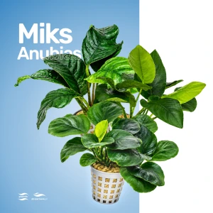 Miks Anubias E (większe)