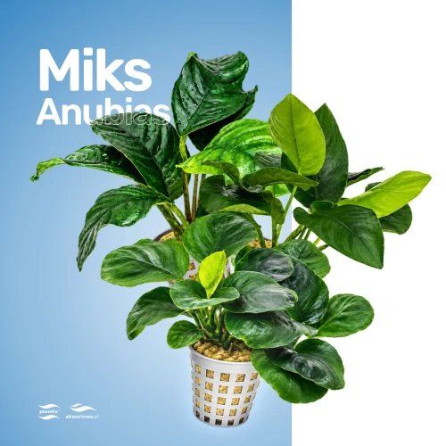 Miks Anubias.jpg