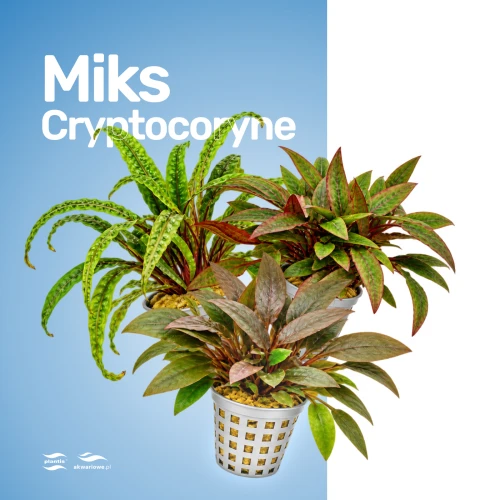 Miks Cryptocoryne.jpg
