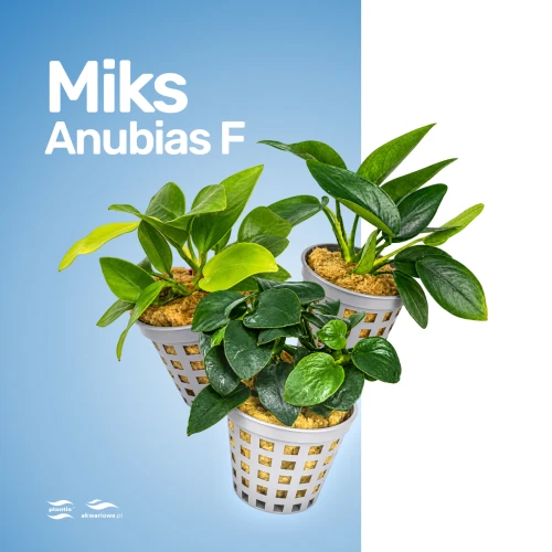 Miks Anubias F mniejsze.jpg