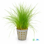 Eleocharis Parvula