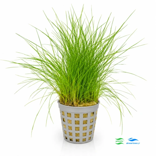 Eleocharis parvula 1.jpg