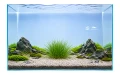 Eleocharis parvula 2.jpg