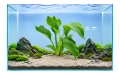 Echinodorus Argentinesis 2.jpg