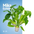 Miks Echinodorus.jpg
