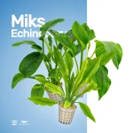 Miks Echinodorus
