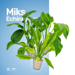 Miks Echinodorus