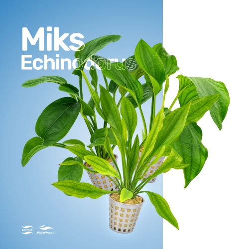 Miks Echinodorus.jpg