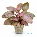 Lagenandra meeboldii 1.jpg