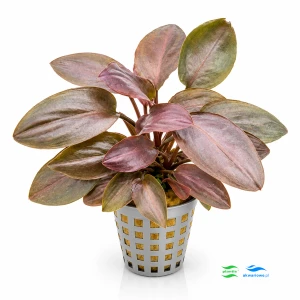 Lagenandra meeboldii