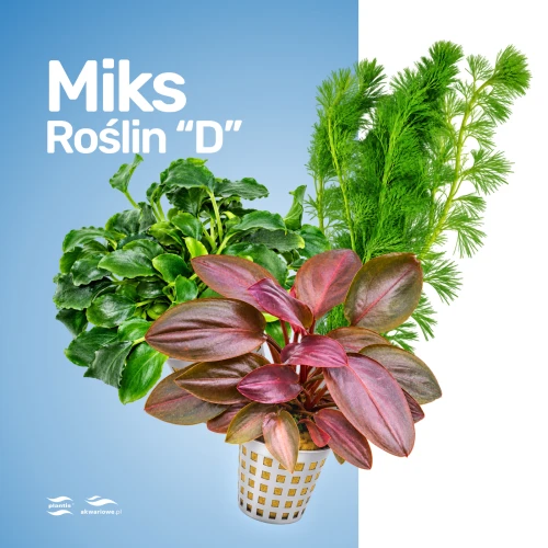 Miks Roślin D.jpg