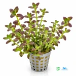 Bacopa Salzmannii "Purple"