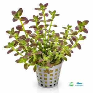 Bacopa Salzmannii "Purple"
