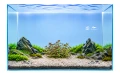 Bacopa salzmanii purple 2.jpg