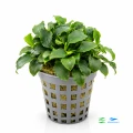Schismatoglottis pretorii 1.jpg
