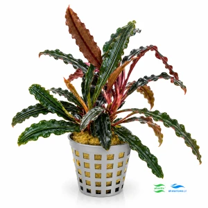 Bucephalandra Godzilla (2 sadzonki)