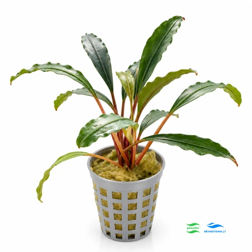 Bucephalandra silver edge 1.jpg