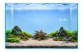 Bucephalandra Brownie 2.jpg