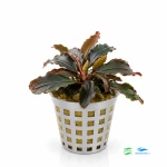 Bucephalandra Brownie (2 sadzonki)