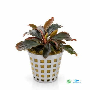 Bucephalandra Brownie (2 sadzonki)