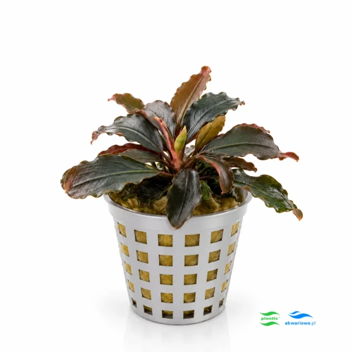 Bucephalandra Brownie 1.jpg