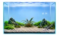 Bucephalandra silver edge 2.jpg