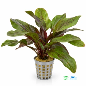 Echinodorus Red Mystery