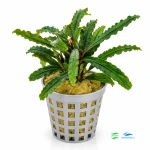 Bucephalandra Velvet (2 sadzonki)