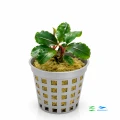 Bucephalandra Theia 1.jpg