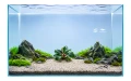 Bucephalandra Theia 2.jpg
