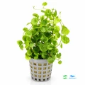 Cardamine lyrata 1.jpg