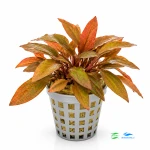 Cryptocoryne florida sunset