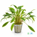 Cryptocoryne lucens 1.jpg