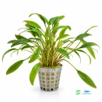 Cryptocoryne Lucens