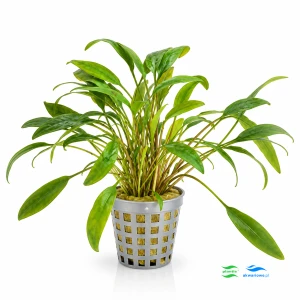 Cryptocoryne Lucens