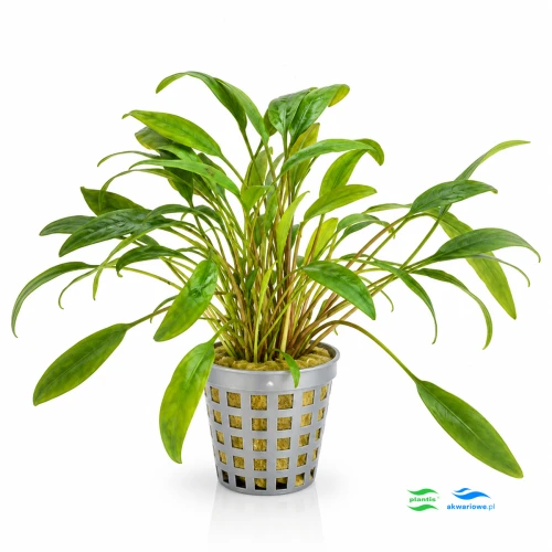 Cryptocoryne lucens 1.jpg