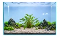 Cryptocoryne Lucens 2.jpg