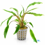 Cryptocoryne lutea