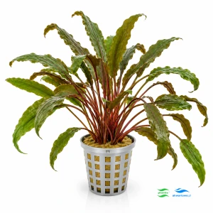 Cryptocoryne Mi Oya