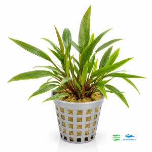 Cryptocoryne nevilli