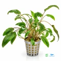 Cryptocoryne petchii 1.jpg