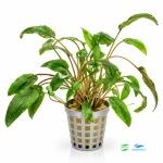 Cryptocoryne Petchii
