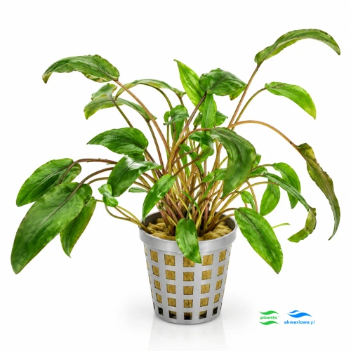 Cryptocoryne petchii 1.jpg