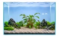Cryptocoryne petchii 2.jpg
