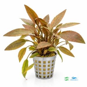 Cryptocoryne Petchii Pink